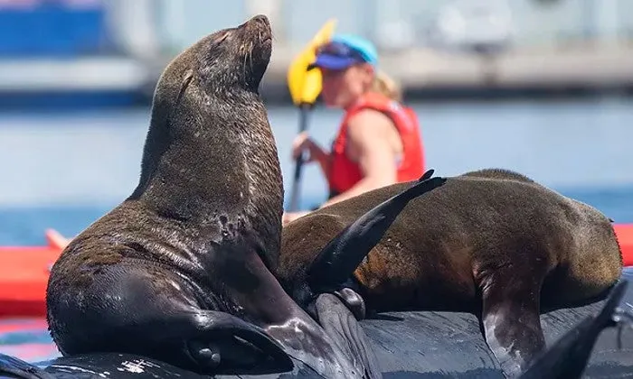 2-Hour Guided Kayak Tour with Animal Ocean Expeditions